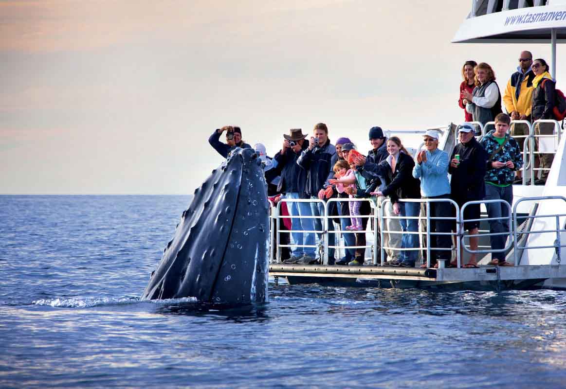 Sydney's Most Beautiful Dolphin Bay - Port Stephens Day Tour