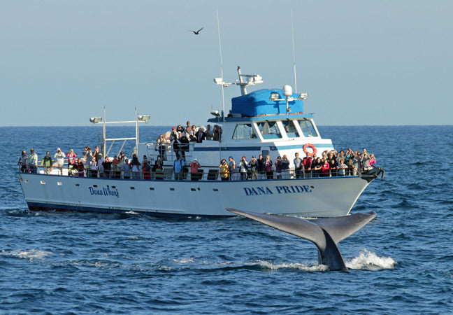 Sydney's Most Beautiful Dolphin Bay - Port Stephens Day Tour