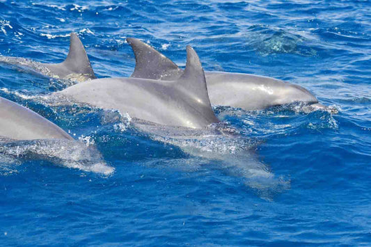 Sydney's Most Beautiful Dolphin Bay - Port Stephens Day Tour