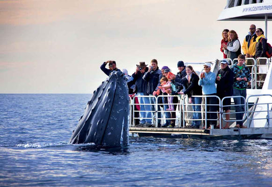 Sydney City / Blue Mountains / Port Stephen 4 days tour