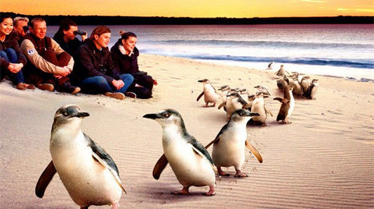 Melbourne Classic Must Play Steam Train + Experience Penguin Island Fairy Penguin Homecoming Charm Day Tour