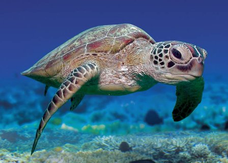 Cairns 4-Day Highlights Tour