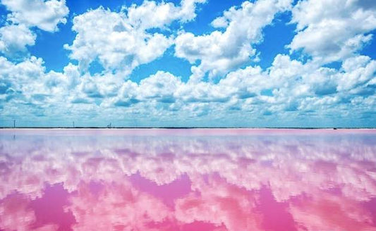 Ard Pink Lake + Penfolds 1 Day Tour (April-December only)